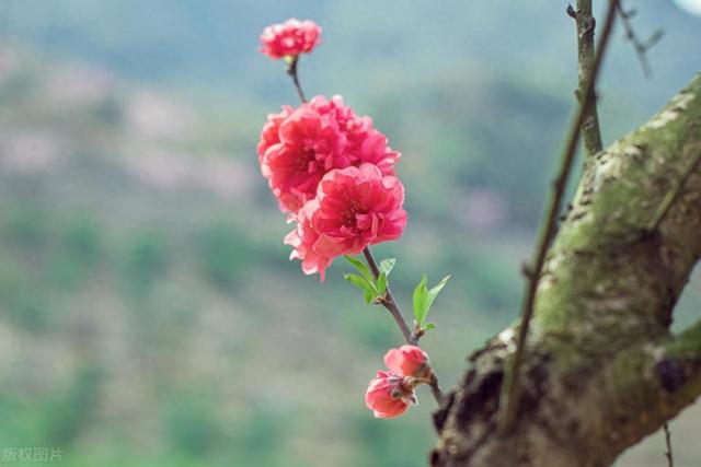 春光懒困倚微风·唯美春日诗词（第二弹） 